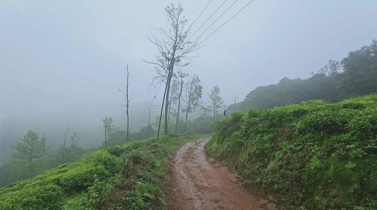 Longwood Shola Reserve Forest